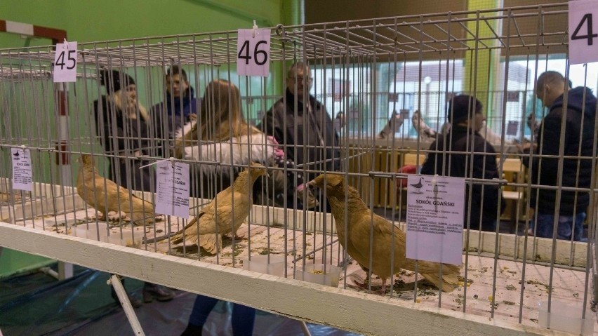 Zapraszają do Nowej Wsi Lęborskiej na pokaz rasowego ptactwa 