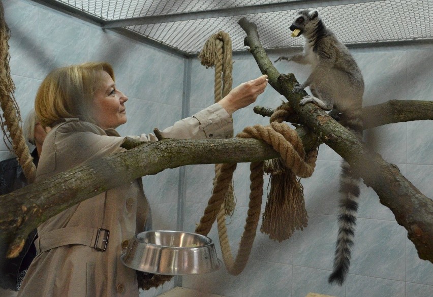 Król Julian je z ręki prezydent Zdanowskiej. Zobacz lemury w zoo [ZDJĘCIA+FILM]