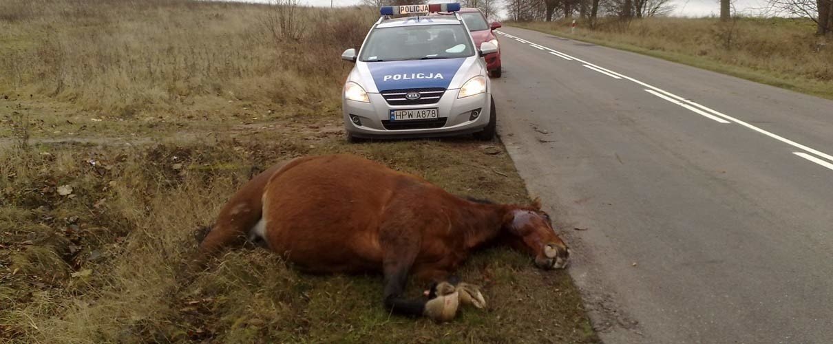 Wypadek pod Szczecinkiem. Konie biegały na drodze. Jeden