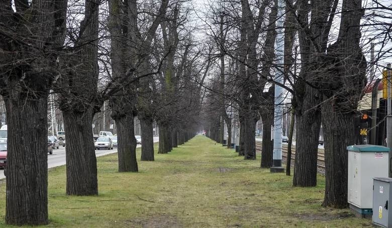 Wycinanie drzew w Alei Lipowej w Gdańsku stało się powodem...