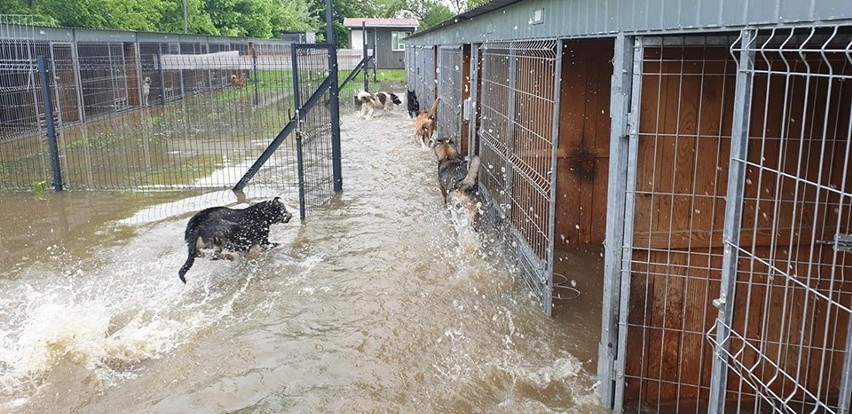 Dramatyczna sytuacja w schroniskach dla zwierząt. W Wadowicach Dolnych k. Mielca zostało całkowicie zalane [ZDJĘCIA]