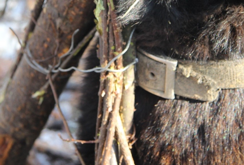 Policja szuka kłusownika, który zakłada wnyki w lasach pod Przeciszowem. Ofiarą jest pies