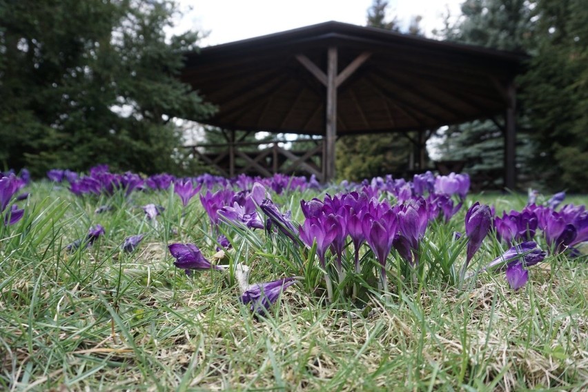 Łodzianie korzystają z pięknej pogody. Ogród botaniczny pełen spacerowiczów ZDJĘCIA