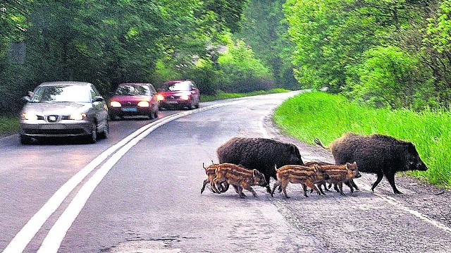 Kierowcy skarżą się, że całe stadka dzikich zwierząt bardzo często spacerują po ulicach, stwarzając poważne zagrożenie dla ruchu.