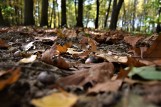 W Tarnowie przestaną sprzątać liście, by jeże miały schronienie?