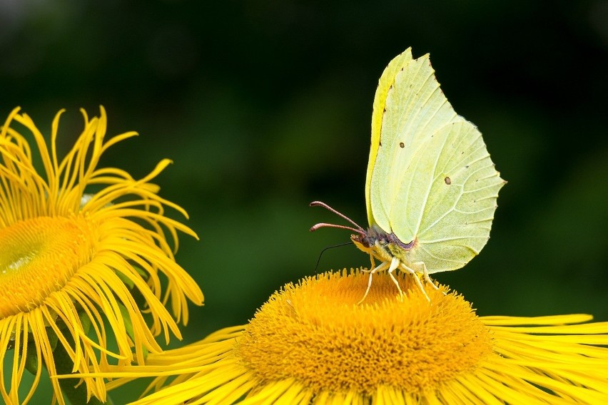 Te motyle mają cytrynowożółty kolor skrzydeł, wyraźny...