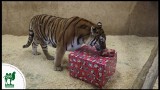 Zwierzęta z zoo w Chorzowie dostały prezenty na Boże Narodzenie. Zobacz jak na nie polują WIDEO