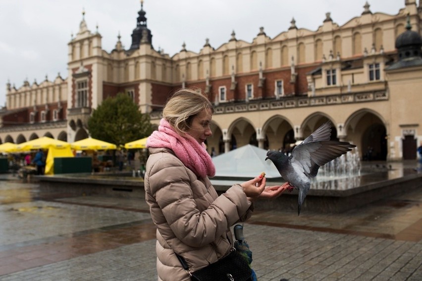 Mieszkające jeszcze na rynku gołębie liczą na począstunek