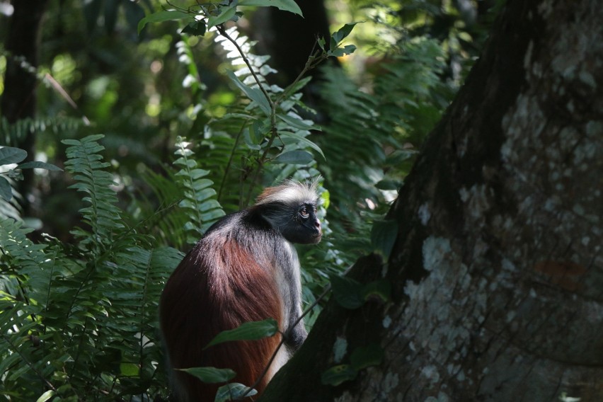Małpy z gatunku red colobus występują tylko na Zanzibarze....