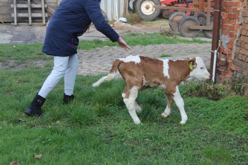 W gospodarstwie rolnym Joanny i Adama Gralaków w Bieganowie...