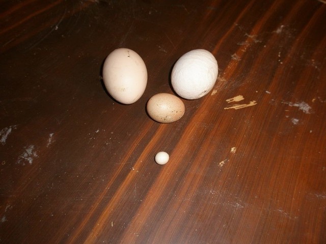 Rekordowo małe jajko znalezione w kurniku państwa Ryszewskich w Straszewie obok jak normalnej wielkości