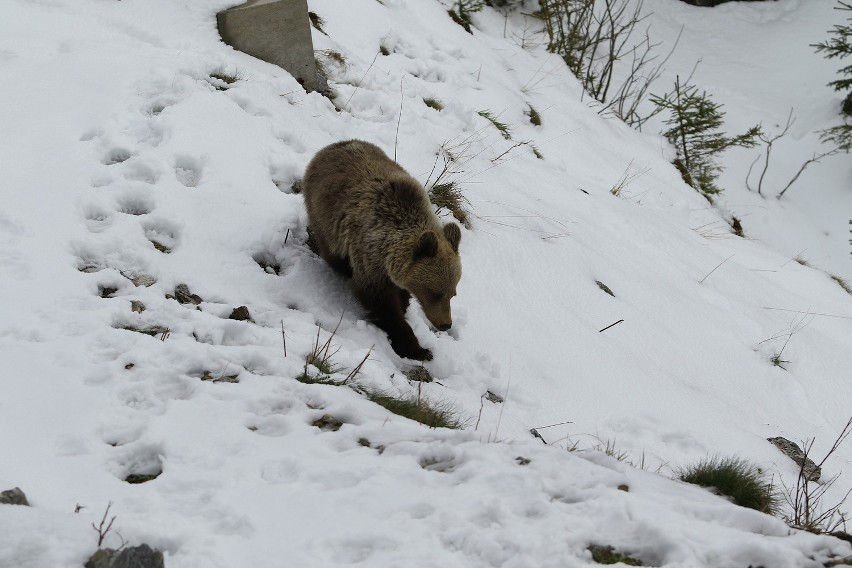 Niedźwiedź w rejonie Myślenickich Turni