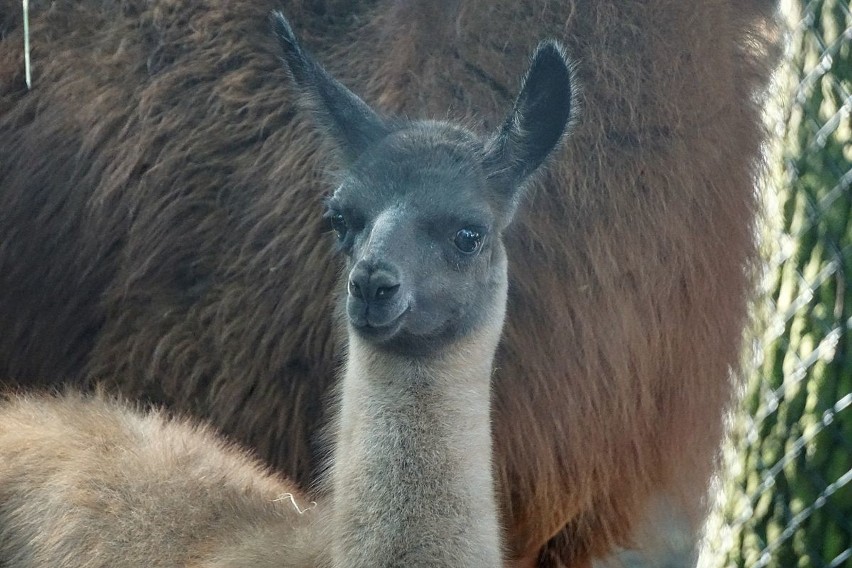 Lamy na wybiegu we wrocławskim zoo