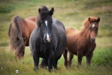 Spłoszone konie stratowały 10-letnią dziewczynkę na obozie jeździeckim 