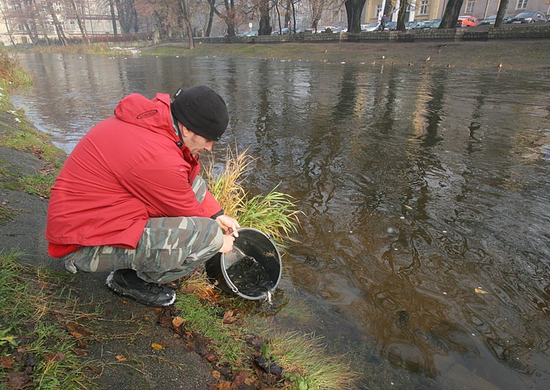 Sześc tysiecy sztuk narybku lipienia wpuścili dziś rano do...