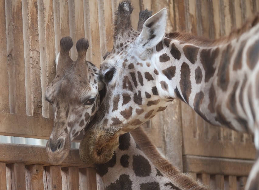 Zoo w Łodzi ma nową żyrafę, dwie pandy małe i wybieg dla kangurów [ZDJĘCIA]