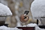 Co ptaki piją zimą, kiedy woda zamarza? Sprawdzamy, czy trzeba wystawiać im miseczkę lub poidełko. A może wystarczy śnieg?