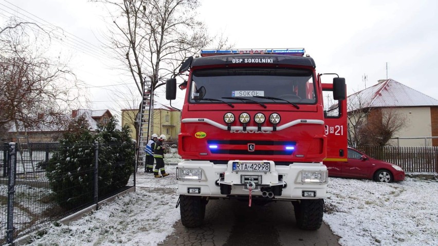 Strażacy z Sokolnik pomogli kotu, który nie mógł zejść z wysokiego drzewa (ZDJĘCIA)