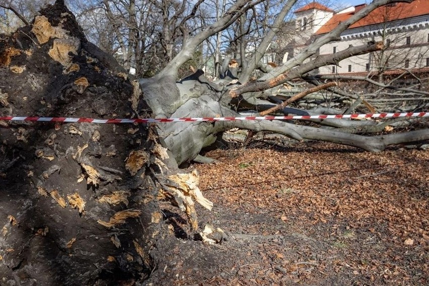 Cyklon Ulf wywołał huraganowy wiatr.