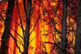 Koło Małkini ogień strawił kawał sosnowego lasu. Straty są poważne