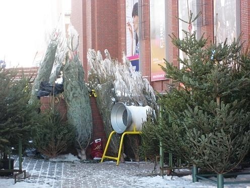 Żywe drzewka nadal cieszą się sporym zainteresowaniem