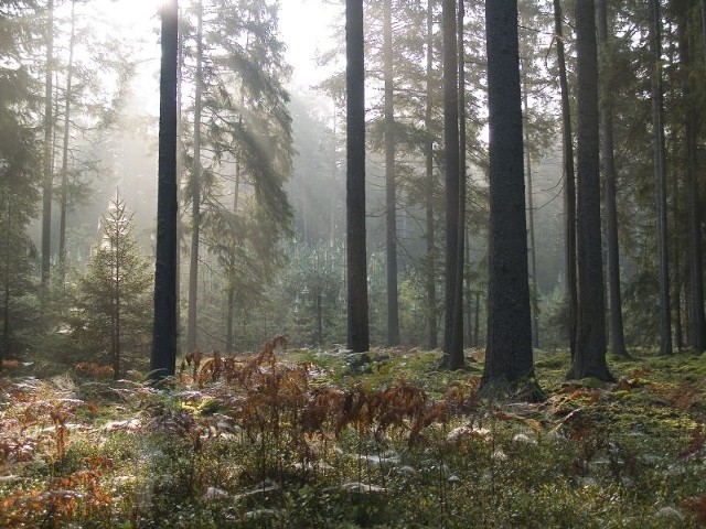 Puszcza Białowieska