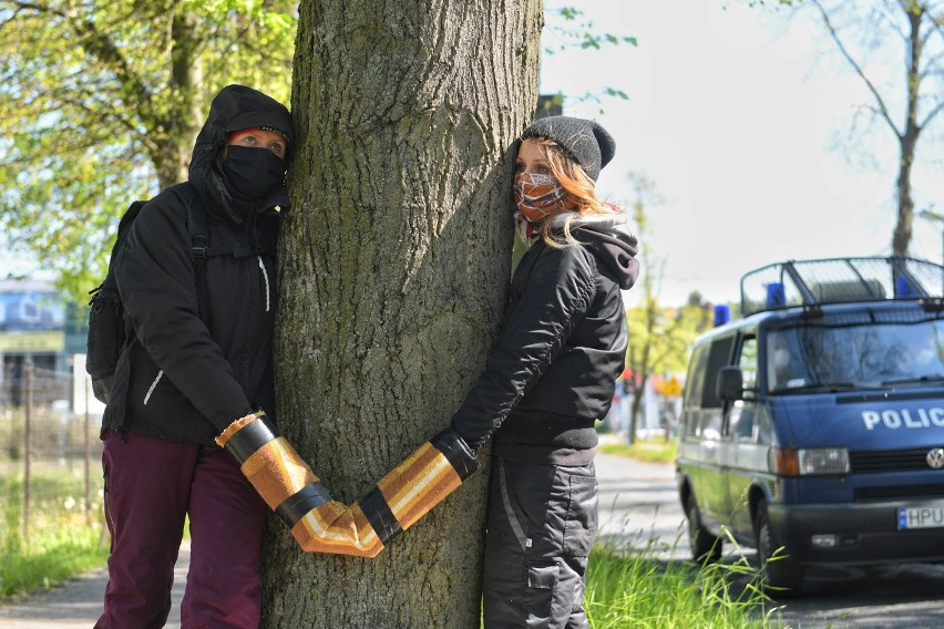 By wycinka nie postępowała dalej, w środę do drzew w Suchym...