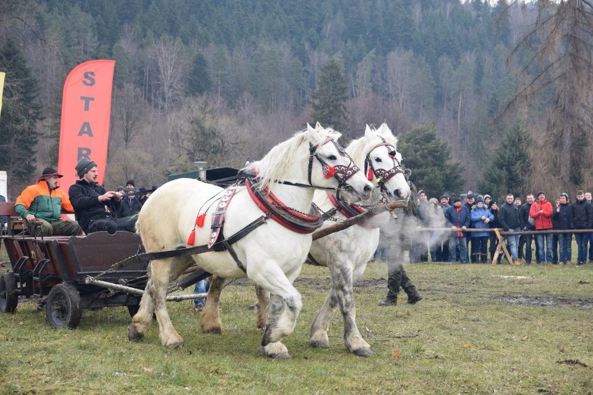 Zawody Furmanów w Węgierskiej Górce. Rywalizacja tylko dla twardzieli. W deszczu i błocie ZDJĘCIA + WIDEO