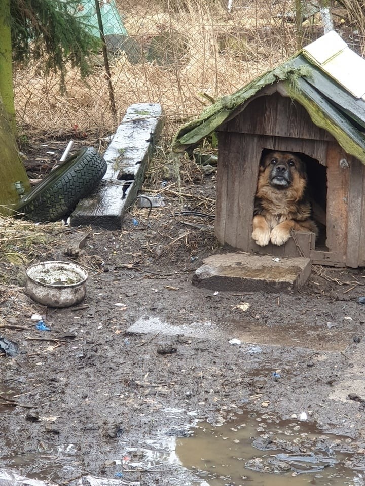 Interwencja TOZ i straży miejskiej w Dąbiu. Psy miały rany na ciele i odparzenia