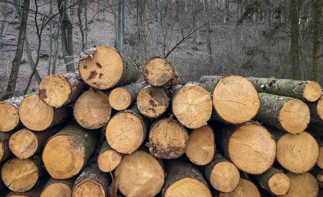 Dwa mieszkańcy Koronowa kradli drewno składowane w lesie i sprzedawali je mieszkańcom gminy Koronowo