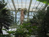 Najstarsza palma w łódzkiej Palmiarni już sięga dachu. Będzie potrzebna przebudowa? Co stanie się z rośliną? Zobaczcie zdjęcia
