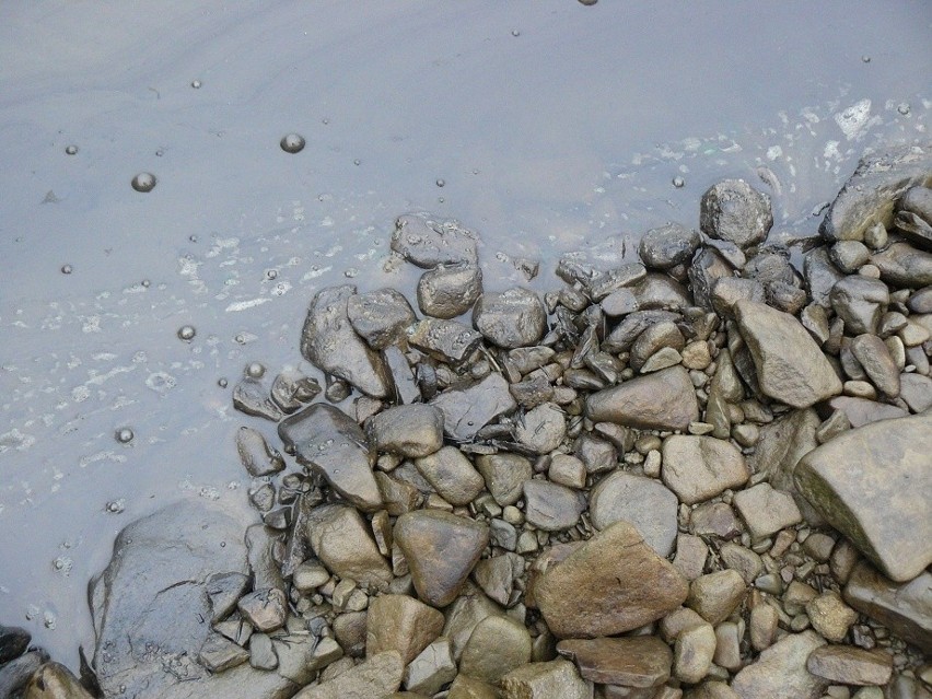 Tłusty kożuch na wodzie i śnięte ryby w Klimkówce