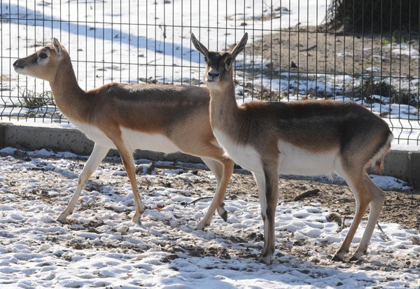 Zwierzęta policzone. Spisano mieszkańców łódzkiego zoo