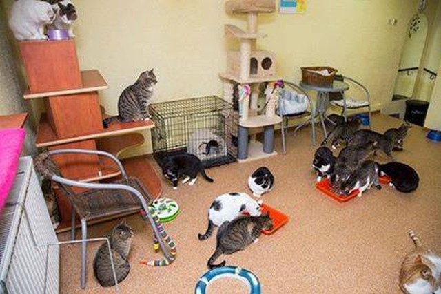 Grupa "Koty niczyje" poszukuje pomieszczenia, do którego mogłaby przeprowadzić 30 swoich podopiecznych. Jej członkowie na pomoc naszych Czytelników. "Koty niczyje" to nieformalna grupa mieszkańców Inowrocławia, która od 5 lat społecznie pomaga zwierzętom. Trafiają tutaj koty zagłodzone, chore, wycieńczone, koty wyrzucone lub te, które straciły swojego właściciela. - Po wyleczeniu nie możemy wyrzucić kota na ulicę. Zostaje u nas - wyznaje Wioletta Więckowska, jedna z wolontariuszek. Najpierw grupa przyjmowała koty pod swój dach. Trzy lata temu udało jej się wynająć pomieszczenia przy ulicy Szarych Szeregów. Tutaj powstało przytulisko. Aktualnie grupa ma około 50 kotów. 30 z nich przebywa w przytulisku, a pozostałe mieszkają w domach tymczasowych. Grupa "Koty niczyje" szuka chętnych do adopcji. Na szczęście od czas do czasu udaje się znaleźć nowy dom dla kota. - Wszystkie nasze koty są szczepione, mają swoje książeczki. Wszystkie opuszczają nas wysterylizowane, zadbane, wyleczone i zaczipowane. Wysterylizowaliśmy już z pomocą Fundacji "Powszechna sterylizacja" blisko 150 inowrocławskich kotów - podkreśla pani Wioletta. Dlaczego poświęcają swój prywatny czas, by pomagać kotom? "Pomagamy tym, którzy sami pomóc sobie nie potrafią, Braciom Mniejszym, zwierzętom, których życie często leży w naszych rękach... Uważamy, że to konieczne, to zgodne z naszym sercem. Jesteśmy im to winni, bo wielokrotnie to właśnie człowiek jest przyczyną cierpienia zwierząt" - czytamy na stronie facebookowej grupy Koty Niczyje. Od lat jej członkowie mogą liczyć na pomoc licznej społeczności, która przekazuje im karmę lub pieniądze na leczenie kotów. Kilka miesięcy temu pojawił się jednak problem, którego członkowie grupy "Koty niczyje" nie są w stanie sami rozwiązać. Właściciel lokalu, który wynajmują ma teraz inne plany dotyczące tych pomieszczeń, dlatego "Koty Niczyje" otrzymały wymówienie. Do końca czerwca muszą znaleźć nowe lokum. - Szukamy już trzy miesiące. Bezskutecznie. Nie każdy chce wynająć pomieszczenia dla kotów. A jak już chce, to ma względem nas zbyt wygórowane oczekiwania finansowe. Dotąd płaciliśmy 700 złotych miesięcznie i tyle jesteśmy w stanie dalej płacić - zdradza pani Wioletta. Zainteresowanych odsyłamy do wolontariuszek z grupy "Koty niczyje". Oto dwa numery telefonów, pod którymi panie czekają na oferty dotyczące pomieszczeń dla kotów (504 420 364, 607 754 252). Liczą na pozytywny odzew. A jak się nie uda? - Jak nie znajdziemy nowego lokalu, to "zakocimy" własne mieszkania. Ja już mam 5 kotów, a koleżanka 10, więc jest to naprawdę ostateczność. Nie pozwolimy jednak na to, żeby koty wróciły na ulicę - podkreśla pani Wioletta.