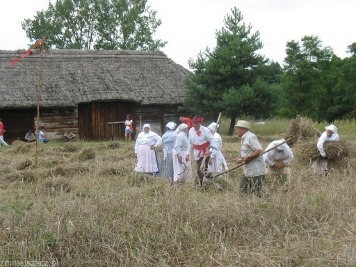 Żniwa w skansenie