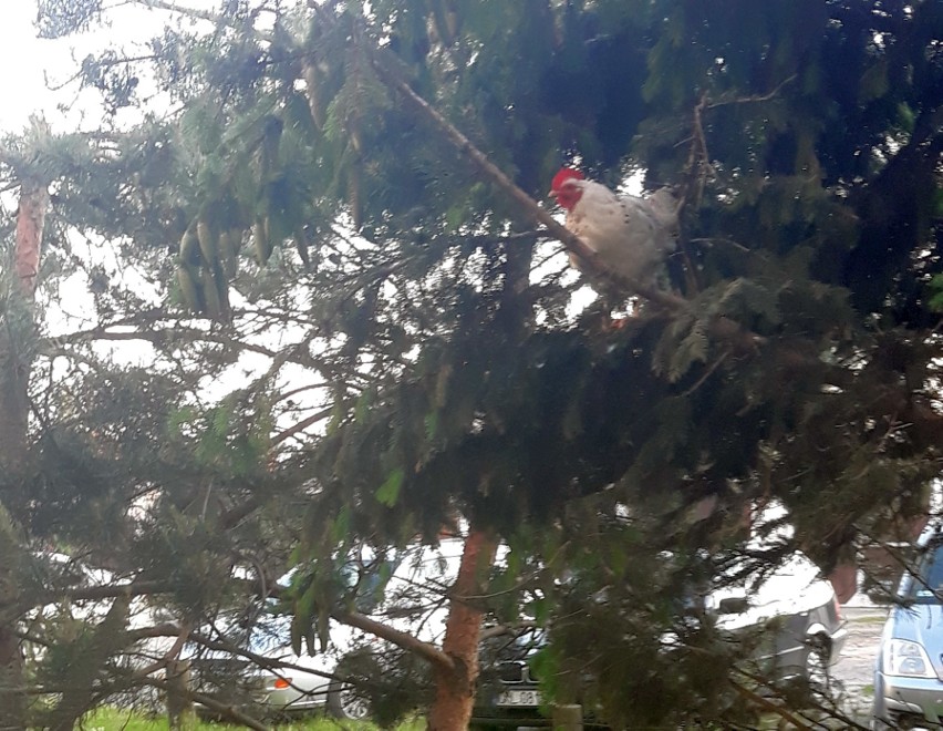Kura z Byczyny zamieszkała na drzewie w środku miasta.