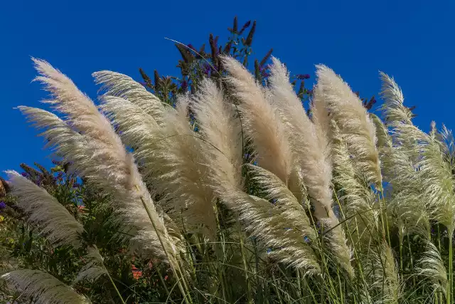 Najpiękniejsze trawy ozdobne do ogrodu. Które z nich wybrać i jak je  pielęgnować? Najważniejsze informacje [PIELĘGNACJA, SADZENIE, RODZAJE] |  Gazeta Krakowska