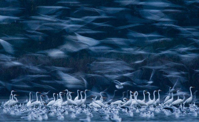 19-letni Mateusz Piesiak, jako jedyny Polak, zdobył dwie nagrody w konkursie Siena International Photography Awards. To zdjęcie nagrodzono w kategorii "Dzika przyroda"