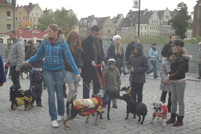 Odważne mieszańce dumnie przeszły ulicą Grodzką, a potem wróciły pod ratusz, gdzie był konkurs na najładniej przebranego psa.