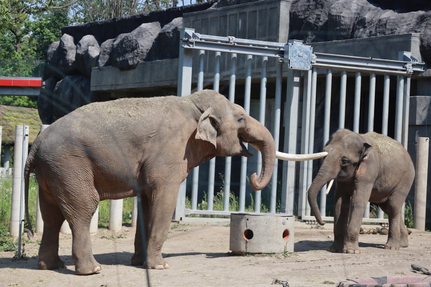 Trzeci słoń w Orientarium w Łodzi. W zoo będą wychowywane młode słonie   