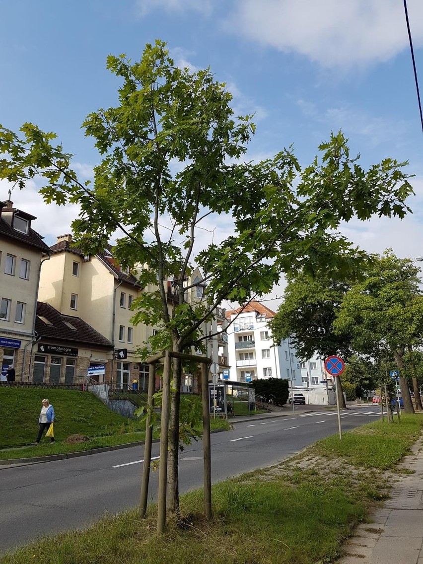 Przebudowa Modrej i Koralowej w Szczecinie zabierze mniej drzew niż zakładano. To sukces Zielonych