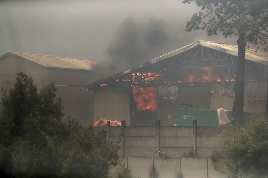 Pożar w Chile. Coraz więcej ofiar wśród ludzi