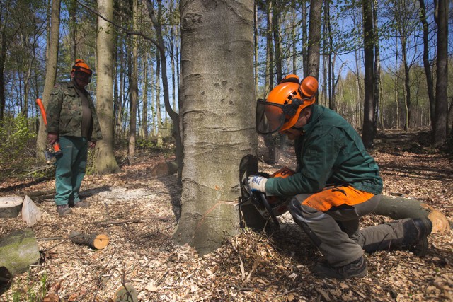 Leśnicy zapewniają, że w Lasku Północnym głównie wycinają świerki i suche drzewa.