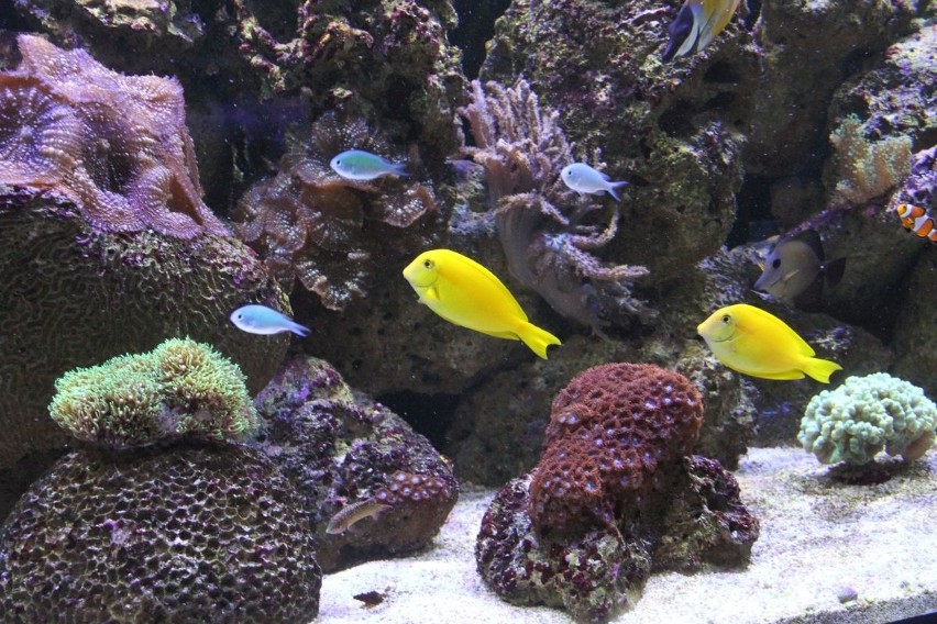 Potężne ryby morskie zakwaterowane pod nadzorem w oceanarium w Chrustach
