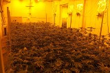 W regionie zlikwidowano dwie duże plantacje marihuany. Skonfiskowano 65 kilogramów narkotyków [ZDJĘCIA, WIDEO]