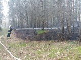 Pożar lasu we Wrześnicy. Z ogniem walczy 9 zastępów straży pożarnej i helikopter [ZDJĘCIA]