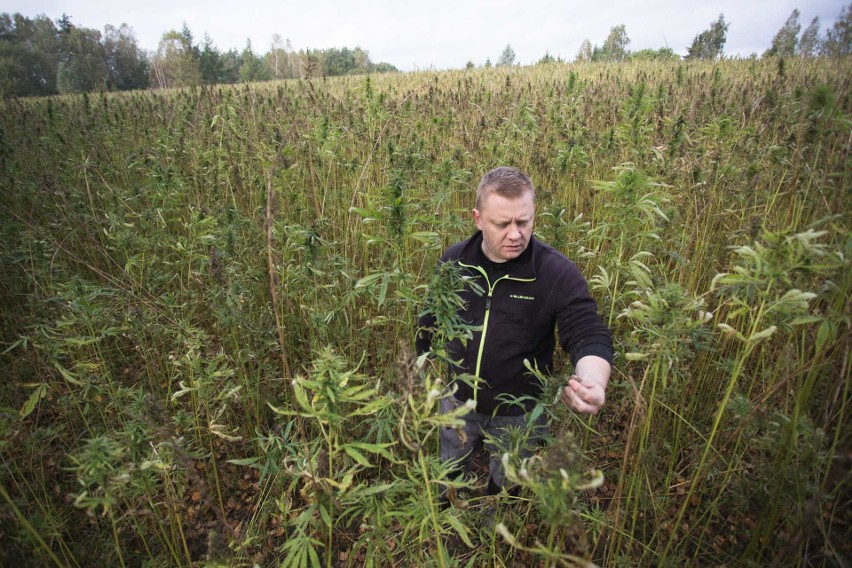 Plantacja konopi powstała niedaleko Słupska, pod...