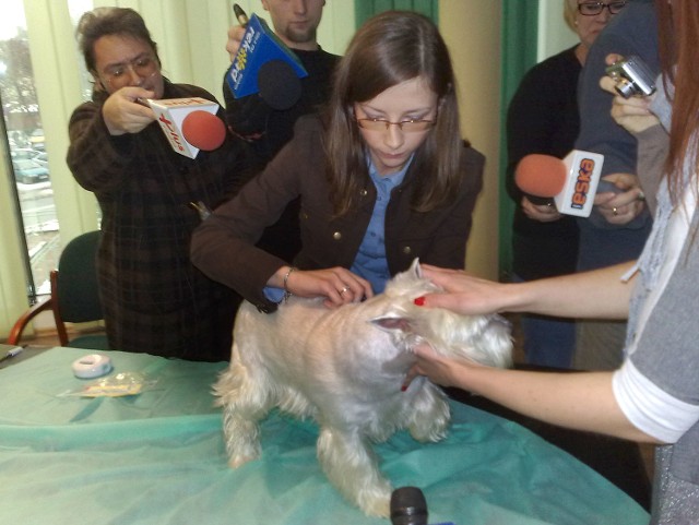 Pierwszy zastrzyk z mikroczipem otrzymał West Highland White Terrier o imieniu Toffi. Zabieg zniósł bardzo dzielnie.