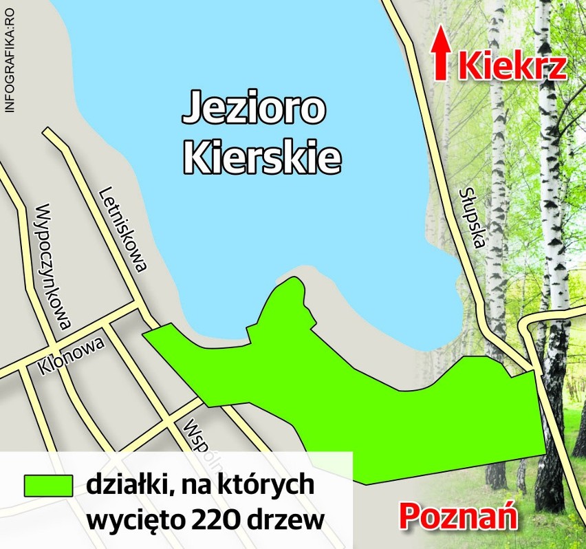 Przy Jeziorze Kierskim wycięto 220 drzew. Ekolodzy się...