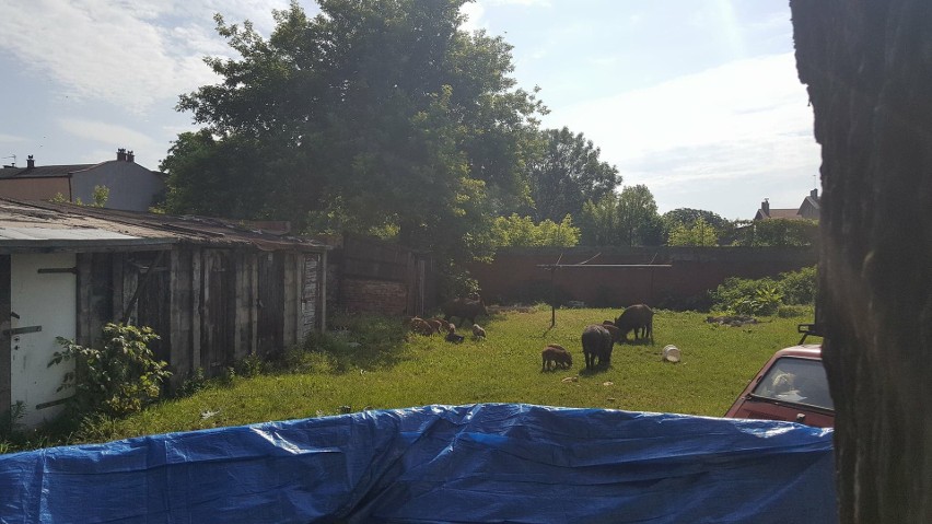 Częstochowa: Stado dzików zamieszkało w centrum miasta. Na posesji przy Ogrodowej wybudowano specjalny wybieg [ZDJĘCIA]